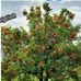 Obed Excel - Facebook