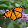 mariposa 23@ - @erciliaacosta6 - TikTok