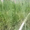 Ercilia - @erciliaramirezperalta - TikTok