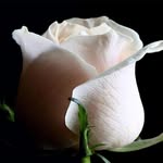 Erdem Varol - @erdemvarol20 - Instagram