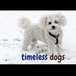 Erel Blinn - @timeless_dogs - Instagram