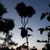 hüseyin_eren_bali - @erenbali0 - TikTok