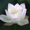 Erendida Ramirez Agu - @erendidaramirezaguilera - TikTok