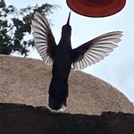 erendira cisneros - @erendiracisneros - Instagram