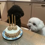 Eri Maeda - @eri.pups - Instagram