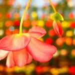 Eri Maeda - @erichigo5 - Instagram