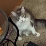 Eric Akins - @leafenjoyer4 - Instagram