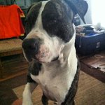 Eric Amico - @tionaves - Instagram