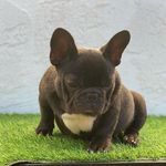 Eric Amores - @yobully_kennel - Instagram