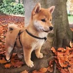 Misashi Fujita - @eric.ampofo.5680 - Instagram