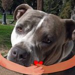 Eric Andreasen - @chemdog63 - Instagram
