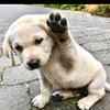 user8423087113420 - @ericantillo - TikTok