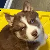 FluffinMcMuffinSiberianHusky - @ericarendt6 - TikTok