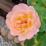 Eric Armand - @ericarmand9809 - Instagram