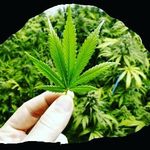 Eric Armey - @growsomegreenfresno - Instagram