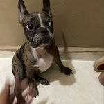 Eric Arrocha - @bulldog_francie - Instagram