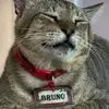 Bruno - @eric.asinas1 - TikTok
