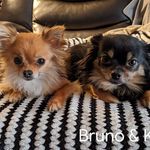 Eric Audet - @koda_bruno - Instagram