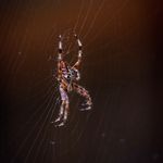 Eric Auer - @gr_etchenho_dkiewicz - Instagram