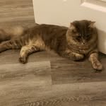 Eric Ayers - @shadowthecat95 - Instagram