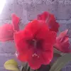 Erick Bañuelos - @erick.bauelos6 - TikTok