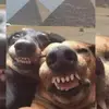 not real - @erickbarahona483 - TikTok