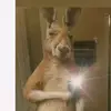 canguro mañosin 🦘🦘🦘🦘 - @erickneymarbardales - TikTok