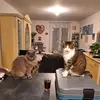 Eric Baysse - @eric.baysse - TikTok