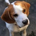 Eric Beagle - @eric.beagle - Instagram