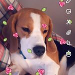 ERIC!! - @eric_beagle_1 - Instagram