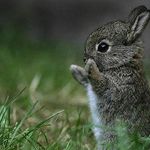 Eric berggren - @ericsalor.animalsphotos - Instagram