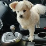 Yuki Eric Bethea - @doodlethepomapoodle - Instagram