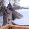 eric the bird guy - @eric.the.bird.guy - TikTok