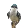 EricBirdwatching - @ericbirdwatching - TikTok