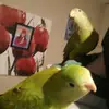 Eric's Bird's 😉🐦 - @ericsbirds - TikTok