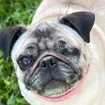 Eric Borchardt - @piratepugprinting - Instagram