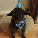 Eric - @ericborderdoodle - Instagram