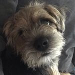 Eric Smith - @eric_border_terrier - Instagram
