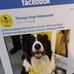 Eric the Border Collie - Facebook