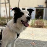 Eric the Border Collie - @eric.theborder.collie - Instagram