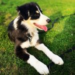 Eric the Border Collie - @ericbordercollie - Instagram