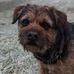 Eric the Border Terrier - Facebook