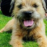 Eric the red border puppy - @eric.__the_red_border_terrier_ - Instagram
