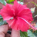 Eric Botelho - @eric.botelho - Instagram