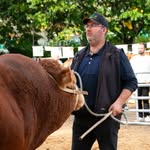 Élevage Limousin Eric Botter - @ericbotterelevage - Instagram
