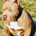 eric briscoe - @wolfy_noob - Instagram