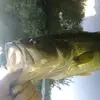 ericbuckner33 - @fatguy663 - TikTok