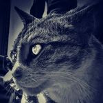 mustafa - @eric__burdon - Instagram