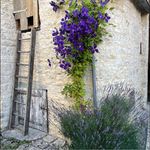 Eric Carel - @ericcarel - Instagram