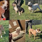 Eric Carmichael - @southside_dog_kennels - Instagram